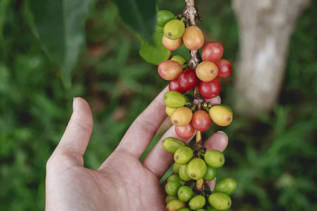 Planta de café